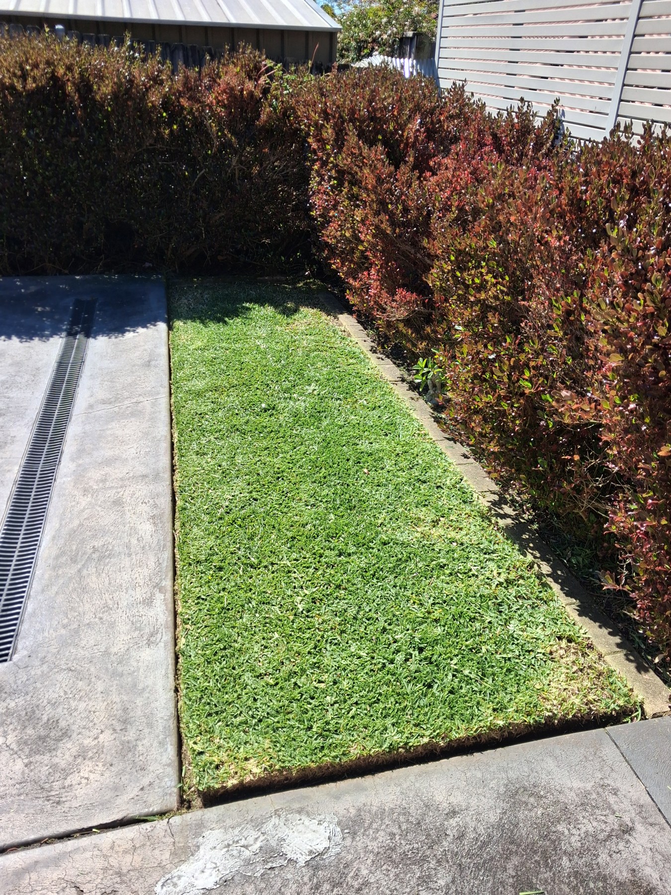 Neatly edged lawn beside a hedge and path in Cherrybrook, NSW