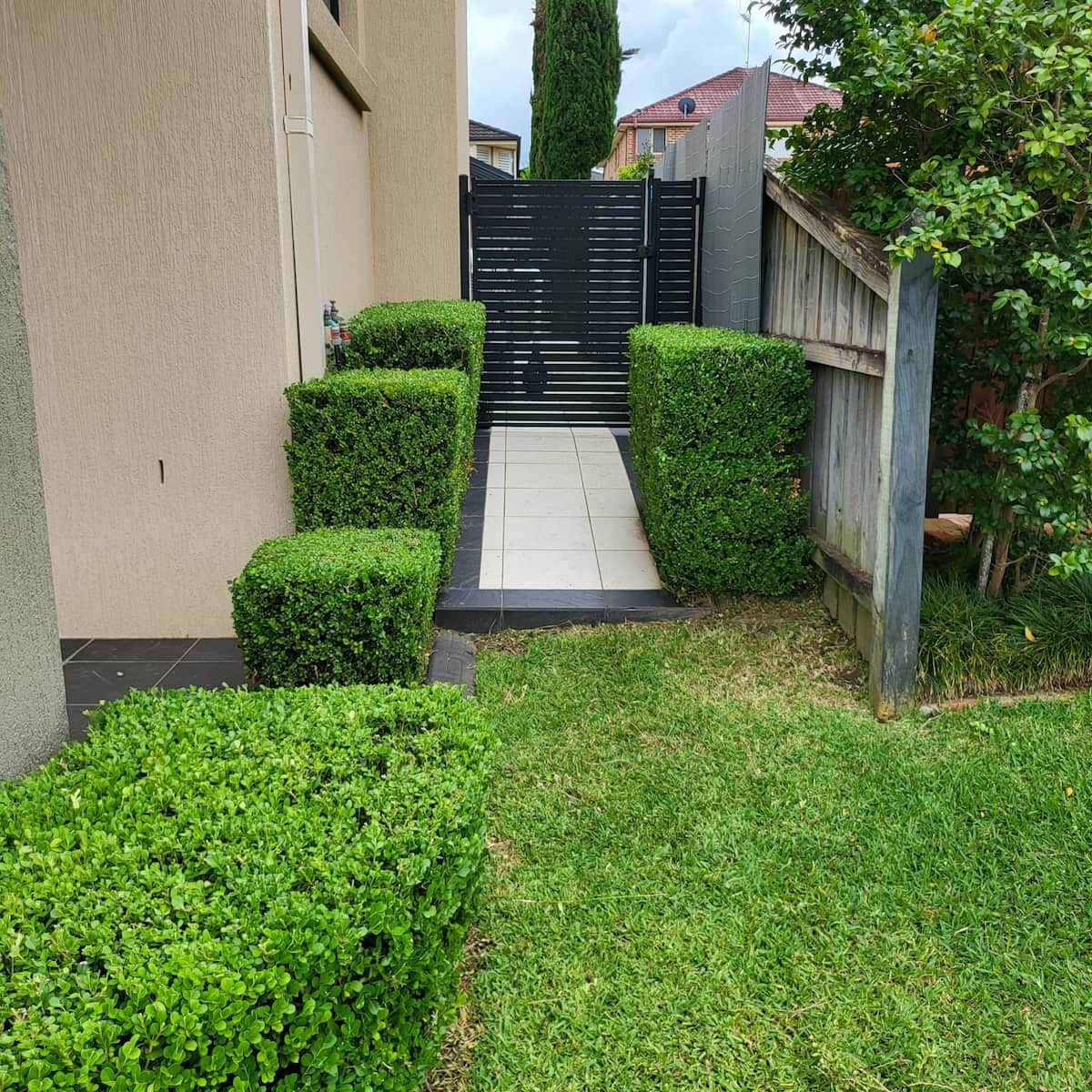 Sculpted hedges beside a garden path in Kellyville, NSW
