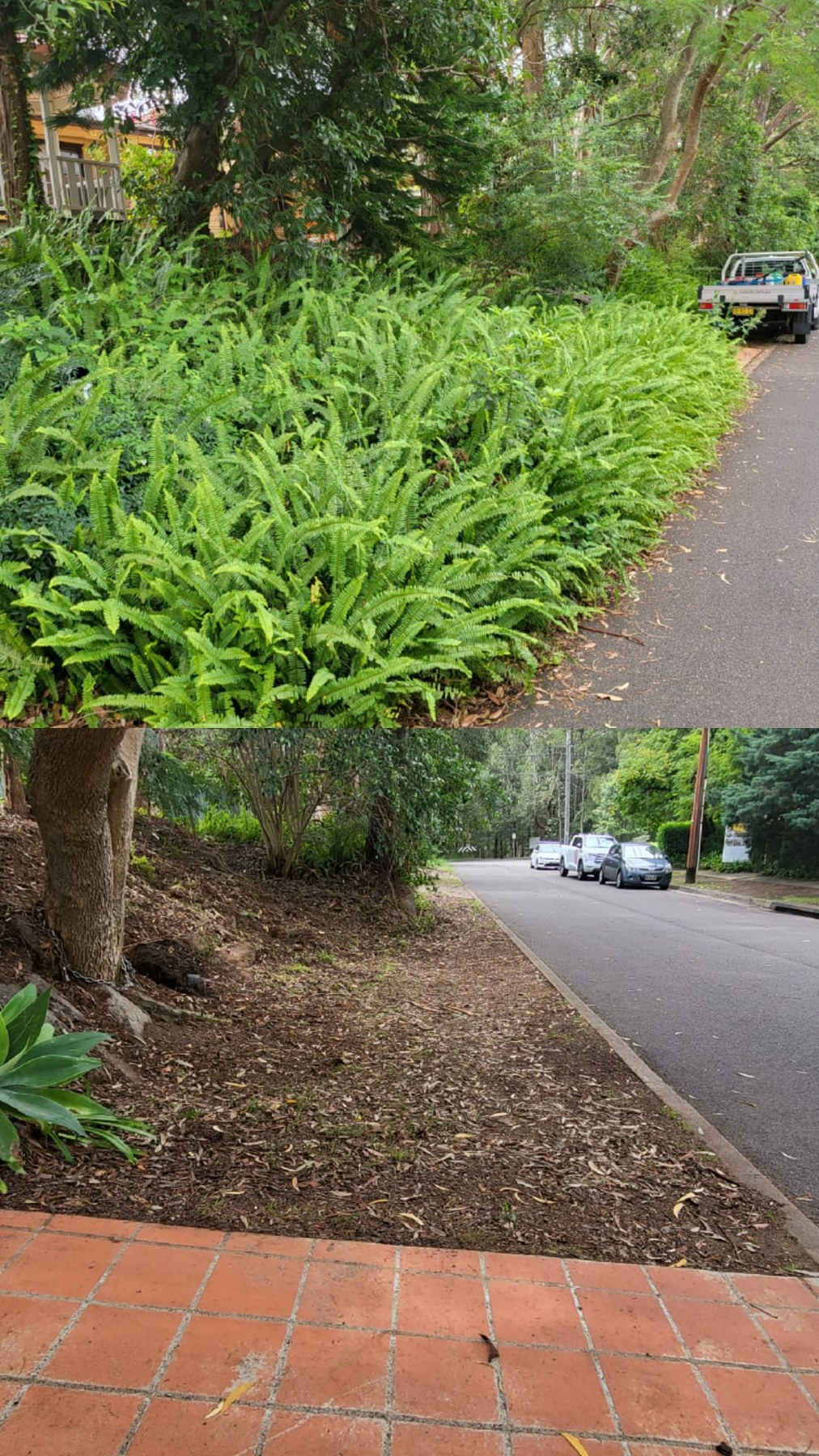 Before and after garden clearing beside the street in Pennant Hills, NSW
